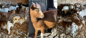 Goats available for adoption
